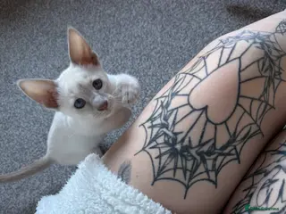 Siamese cats oriental siamese male - Advert 1