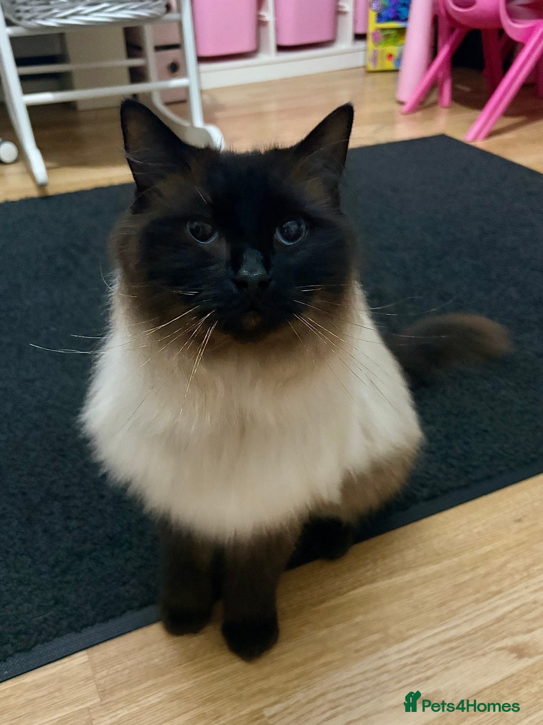 Ragdoll cats for sale: Sage - 4 year old Ragdoll - Advert 16