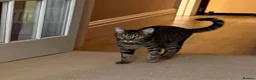 Bengal cats for adoption: Dinah, Bengal girl  - Advert 4