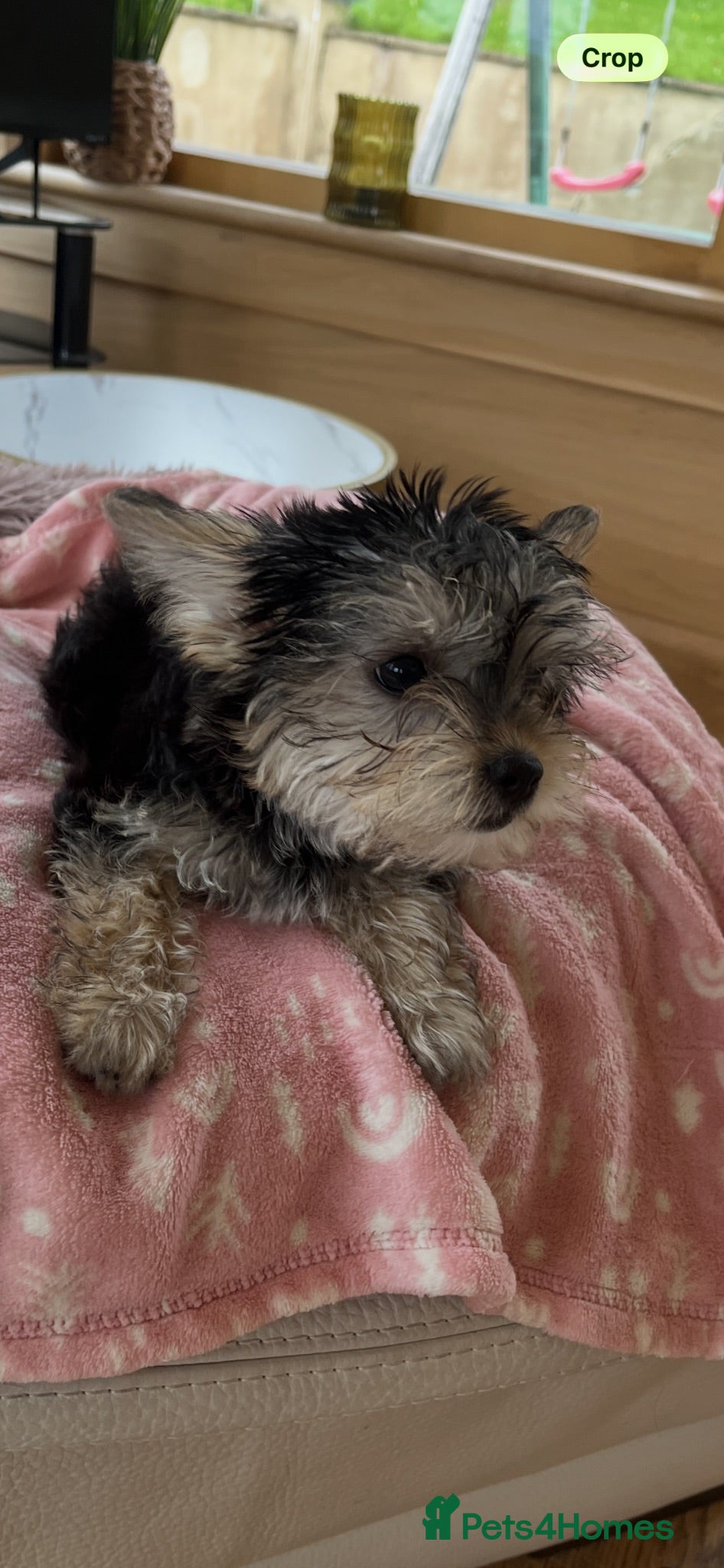 Mixed Breed dogs 🐾 Beautiful Yorkshire Terrier Puppies   🐾 - Advert 6