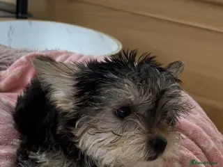 Mixed Breed dogs 🐾 Beautiful Yorkshire Terrier Puppies 🐾 - Advert 6