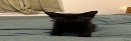 British Shorthair cats for sale: Black female kitten  - Advert 3
