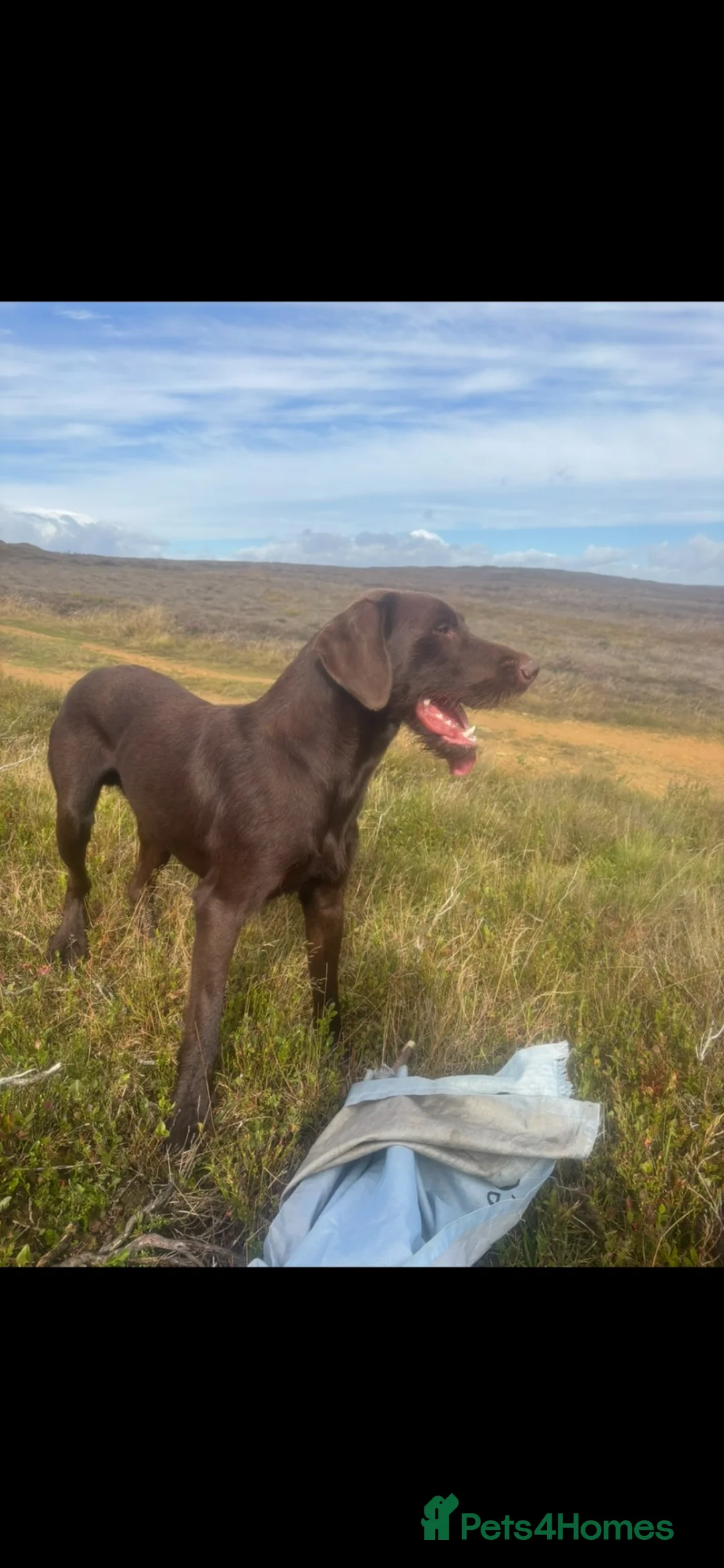 Mixed Breed dogs for sale: German wirehaired pointer x Labrador  - Advert 2