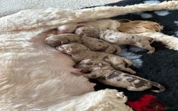 Cockapoo dogs for sale: American cockapoo - Image 11