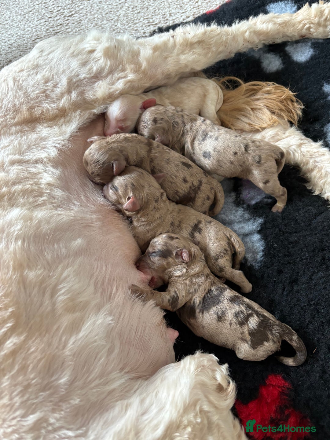 Cockapoo dogs for sale: American cockapoo - Image 11