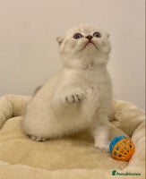 British Shorthair cats 🧸EXCEPTIONAL QUALITY PURE BREED BSH TEDDY BEARS🧸 - Advert 4