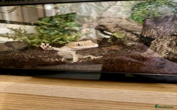 Gecko reptiles for sale: Crested gecko (currently reserved) - Advert 5