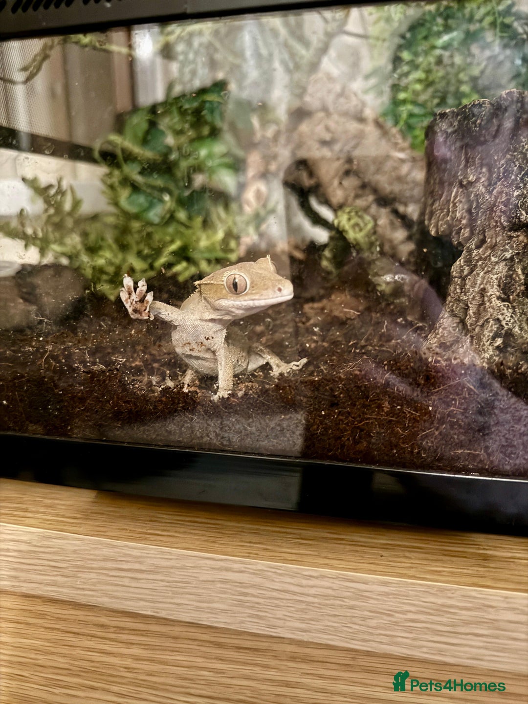 Gecko reptiles for sale: Crested gecko (currently reserved) - Advert 5