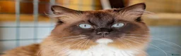 Ragdoll cats for sale: Seal mitted Ragdoll Boy - Advert 2