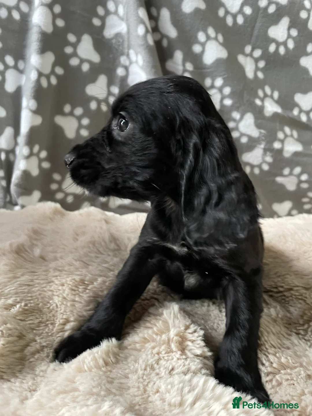 Cocker Spaniel dogs for sale: Working cocker spaniels  - Advert 12