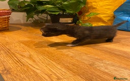 Mixed Breed cats for sale: 5 kittens for sale - 3 boys and 3 girls  - Image 6