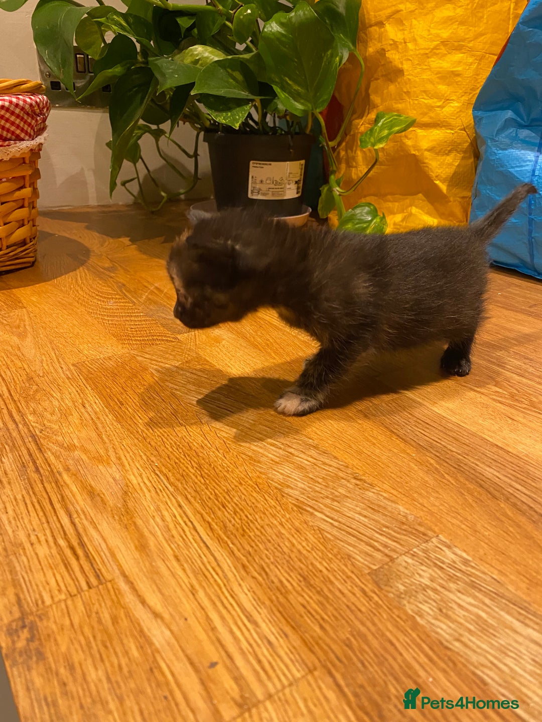 Mixed Breed cats for sale: 5 kittens for sale - 3 boys and 3 girls  - Image 6