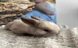 Mini Lop rabbits for sale: Mini lop bunnies  - Advert 3