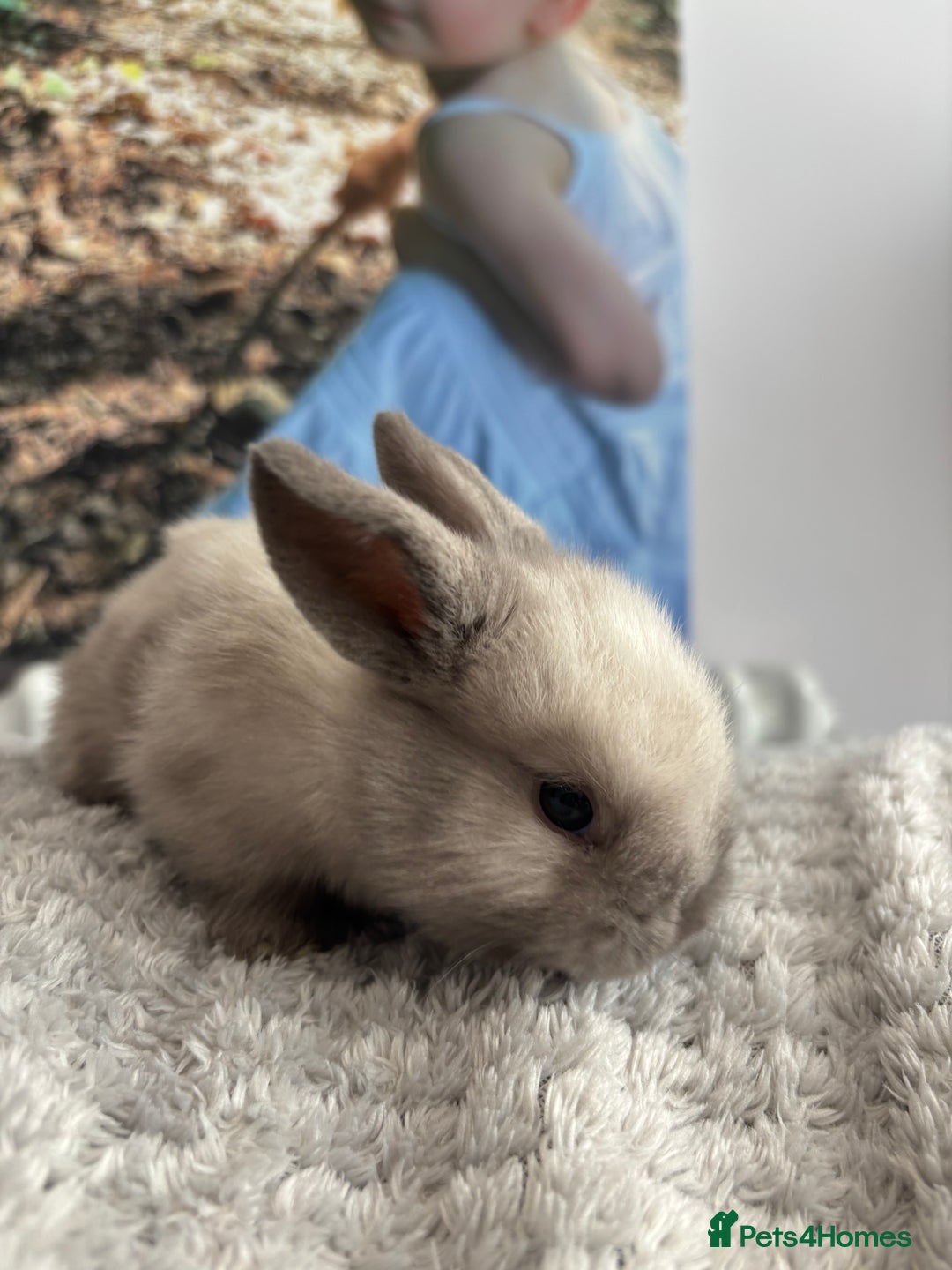 Mini Lop rabbits for sale: Mini lop bunnies  - Advert 3