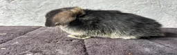 Mini Lop rabbits for sale: Mini lops - Advert 3