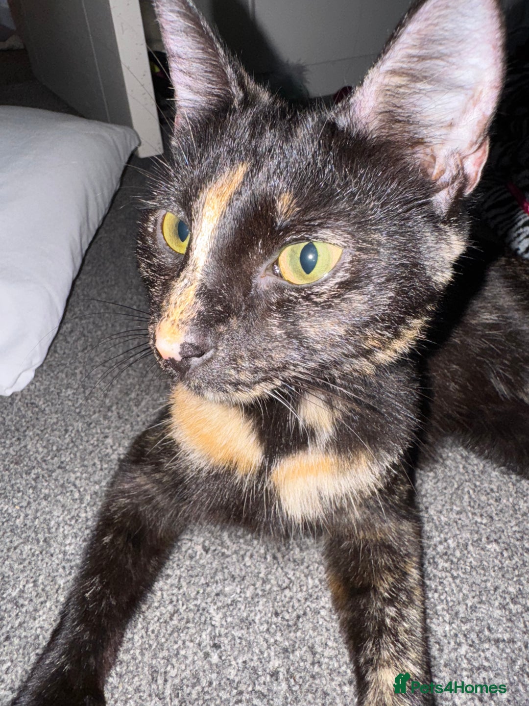 British Shorthair cats for sale: 2 Kittens for sale - Image 7