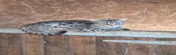 Mixed Breed cats for sale: Bengal Cross Kittens - Advert 14
