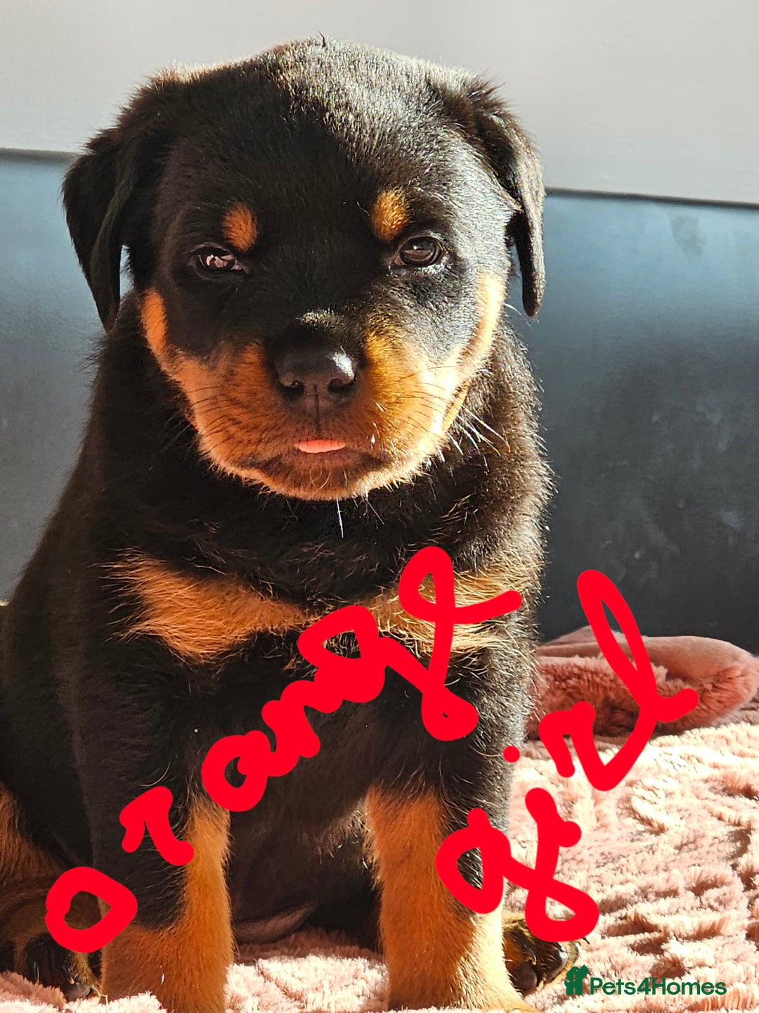 Rottweiler dogs for sale: Pure breed Rottweiler  - Image 27