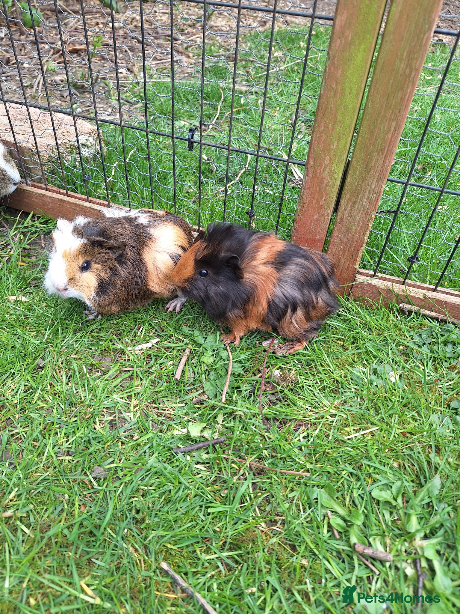 Guinea Pig rodents Baby male guinea pigs for sale ready soon - Advert 11