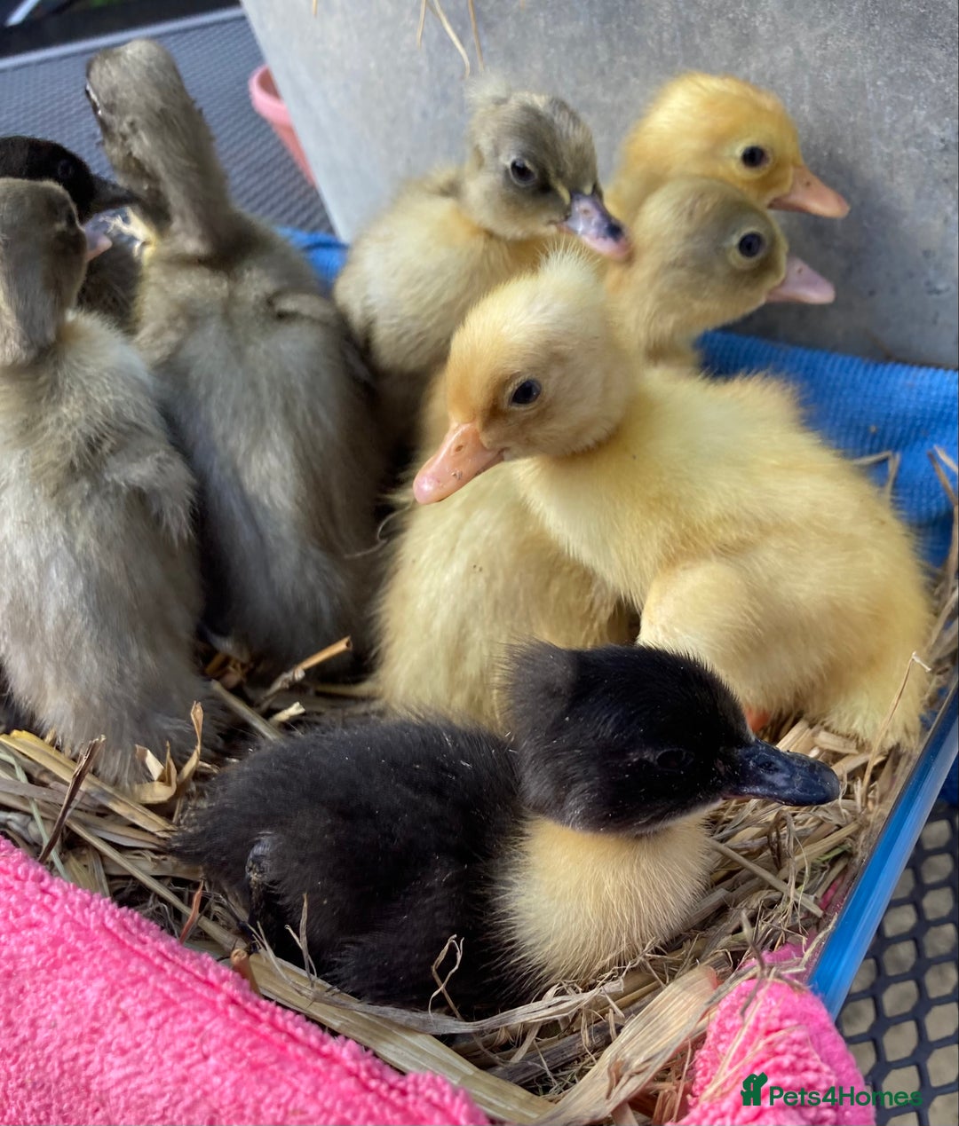 Ducks poultry for sale: Pom Pom Indian Runner Ducklings - Image 4