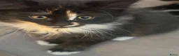 Mixed Breed cats for sale: Beautiful kittens looking for a new forever home  - Advert 4