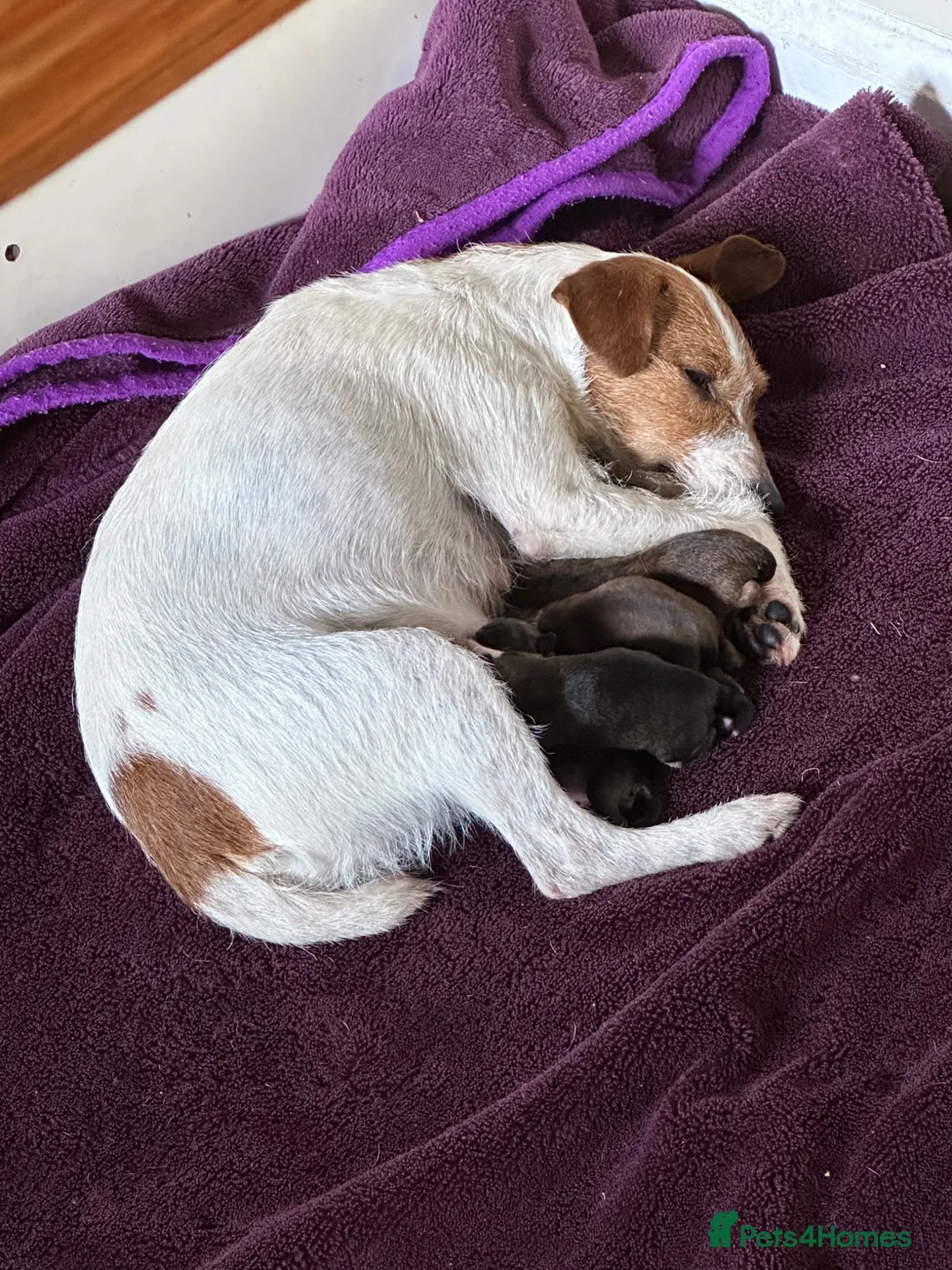 Jackapoo dogs for sale: 4 Jackapoos  - Advert 1