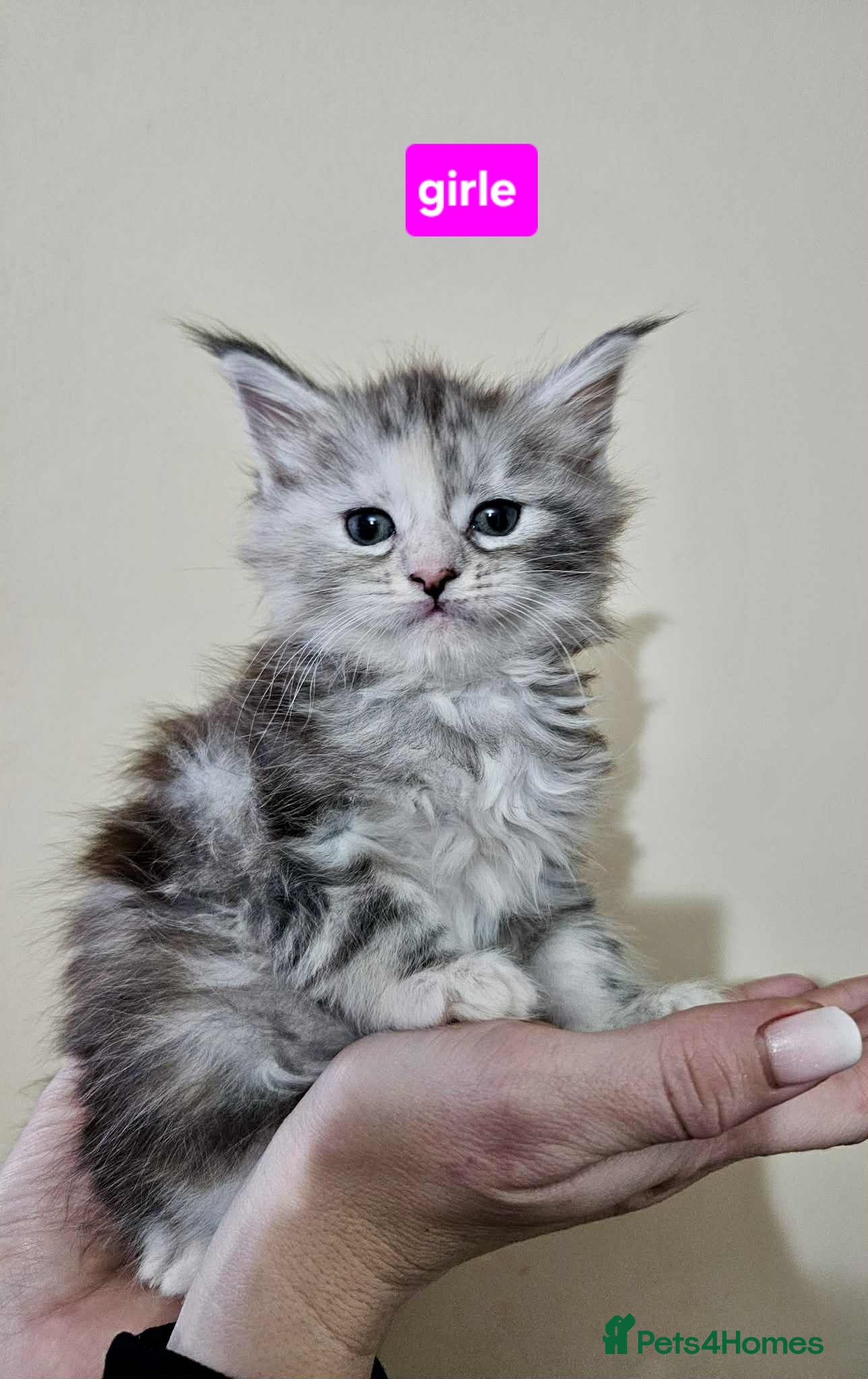 Maine Coon cats Majestik maine coon kittens  - Advert 2