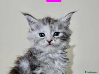 Maine Coon cats Majestik maine coon kittens - Advert 4