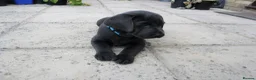 Labrador Retriever dogs for sale: 2 Gorgeous male playful puppies looking for homes - Advert 11