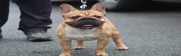 French Bulldog dogs for stud: French bulldog  in Manchester - Advert 4