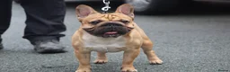 French Bulldog dogs for stud: French bulldog  in Manchester - Advert 4