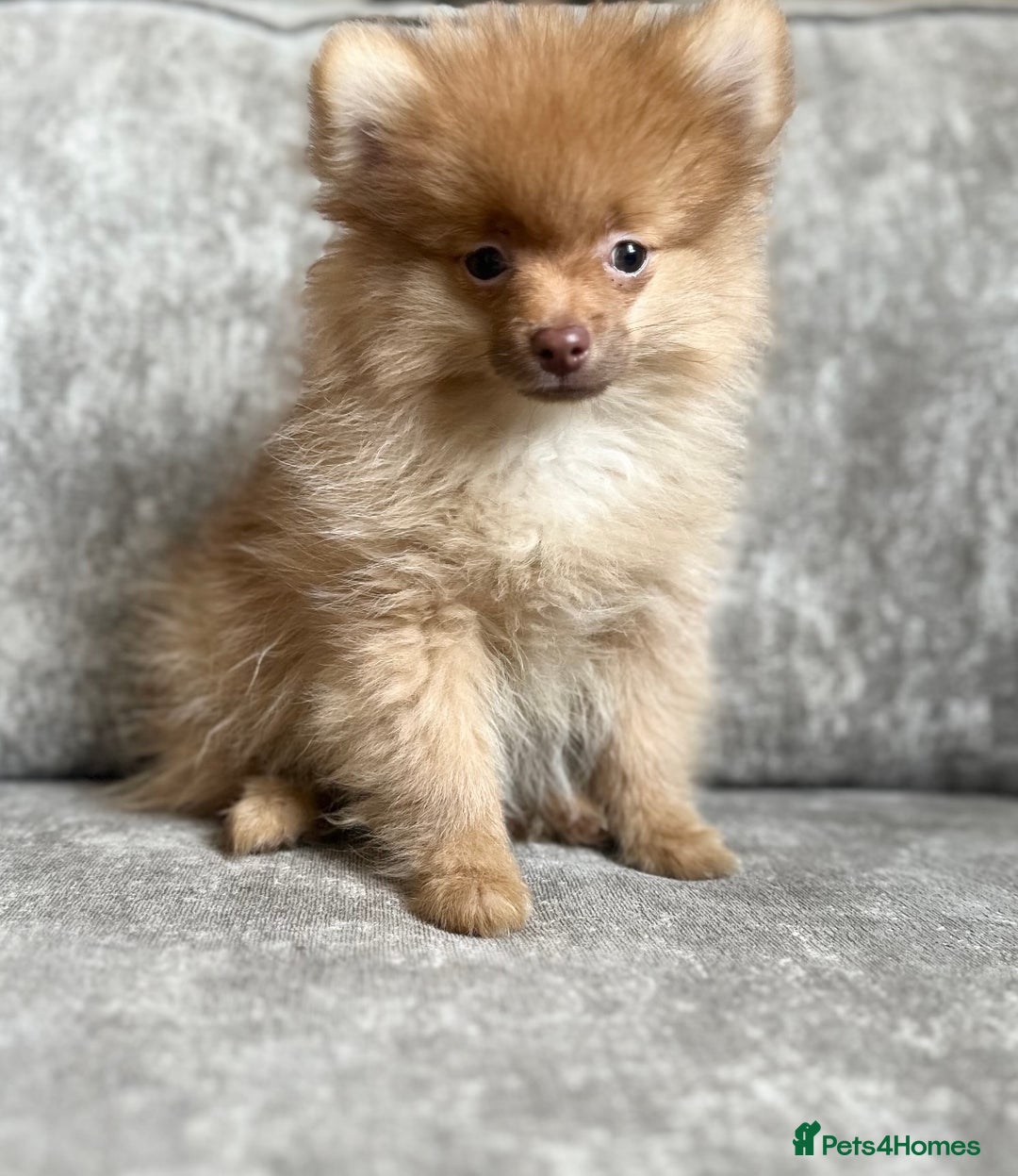 Pomeranian dogs for sale: Adorable Pom puppies 💙❤️ - Image 15