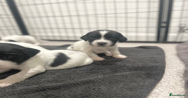 English Springer Spaniel dogs - Advert 5