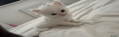 White kitten