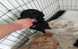 Cockapoo dogs for sale: Fb1 cockapoos puppies - Image 11