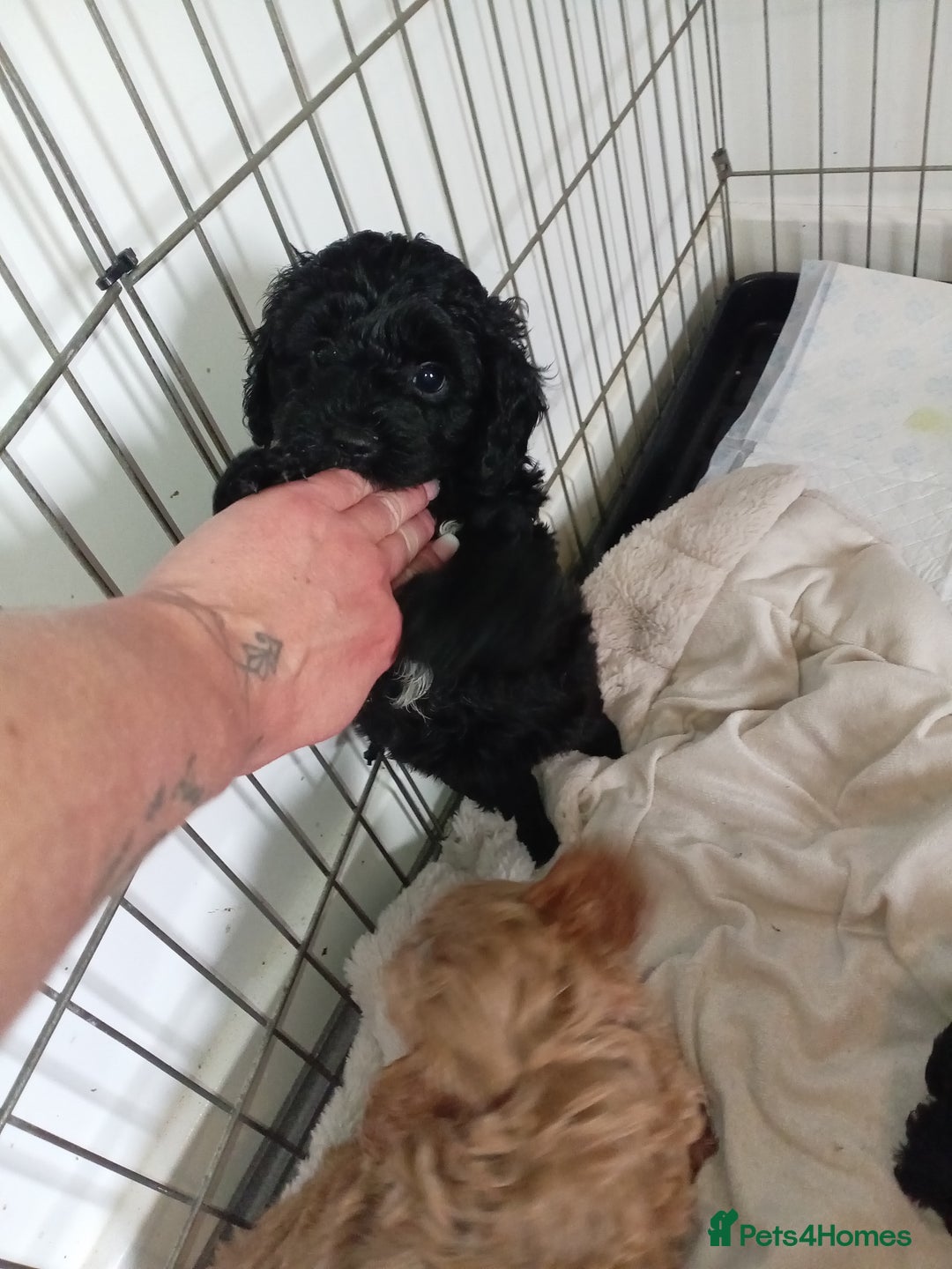 Cockapoo dogs for sale: Fb1 cockapoos puppies - Image 11