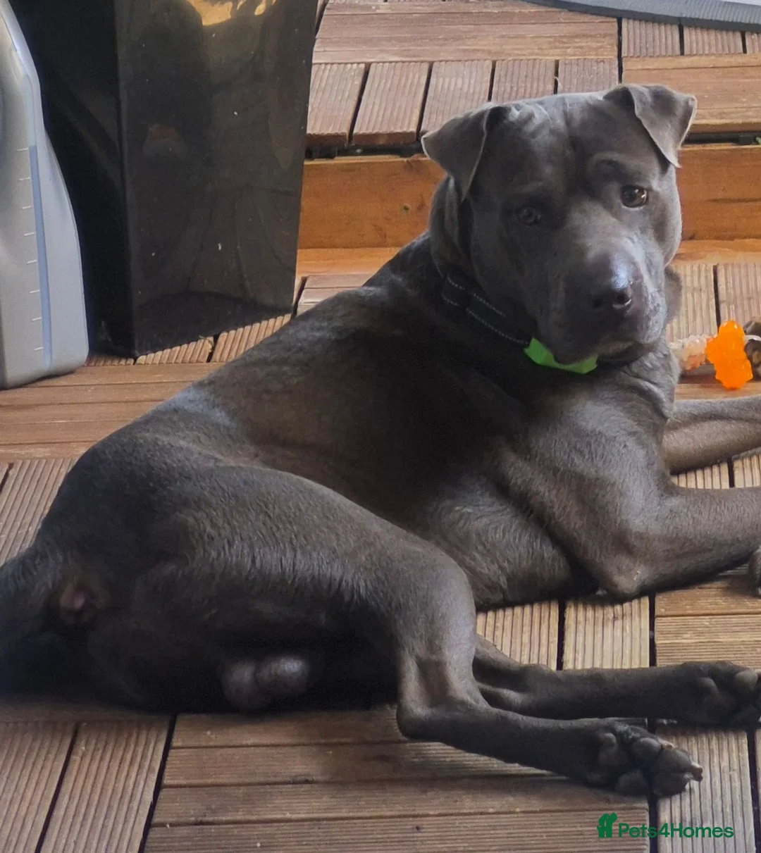 Mixed Breed dogs for sale: Blue  - Advert 1