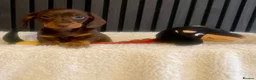 Miniature Dachshund dogs for sale: One Beautiful boy left, KC reg, pra clear - Advert 4