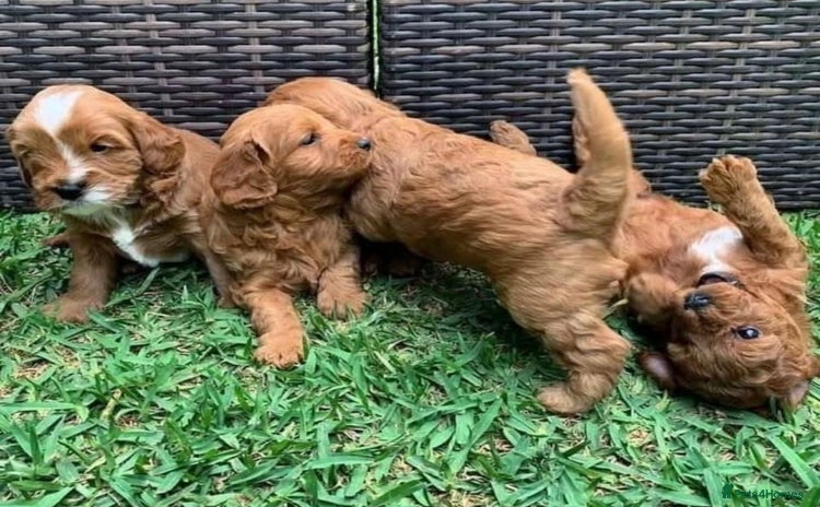 Cavapoo dogs - Advert 1