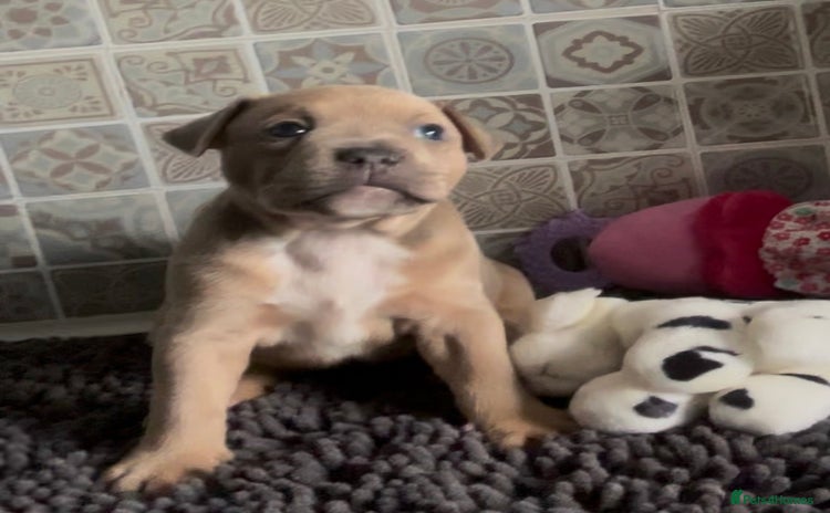 Mixed Breed dogs - Advert 4