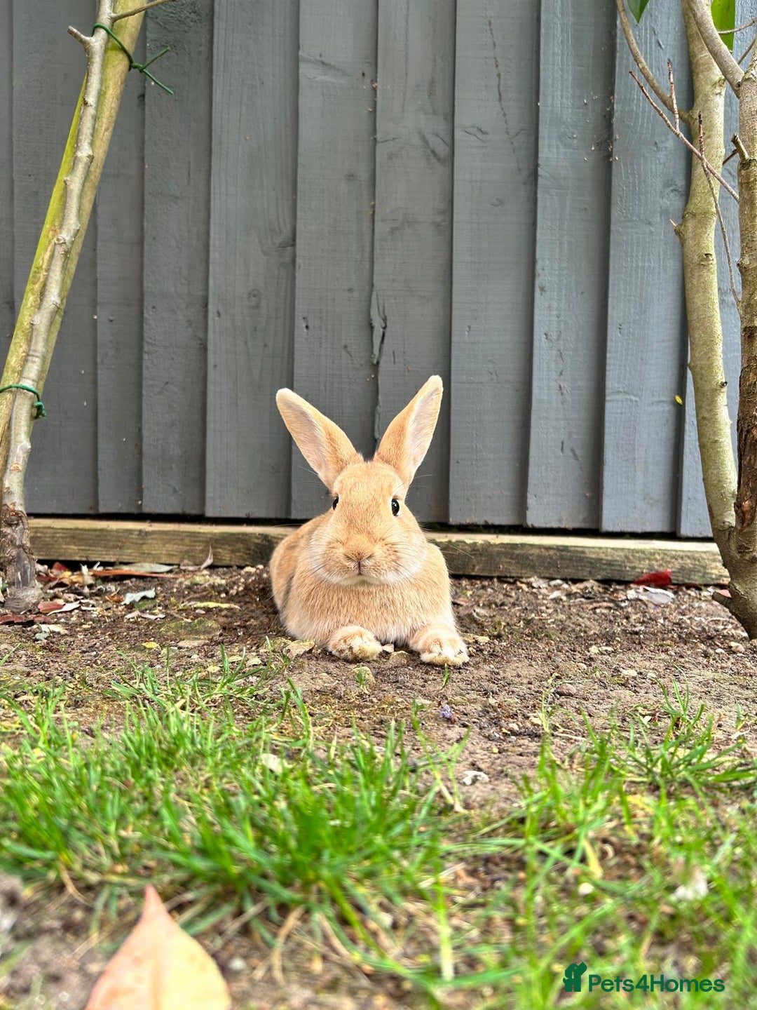 Mini Lop rabbits for sale:  Adorable Bonded Rabbits Looking for a Loving Home - Image 2