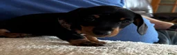Miniature Dachshund dogs for sale: Gorgeous Litter of Miniature Dachshund Puppies - Advert 28