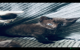 Mixed Breed cats for sale: 8 Adorable Kittens  - Image 13