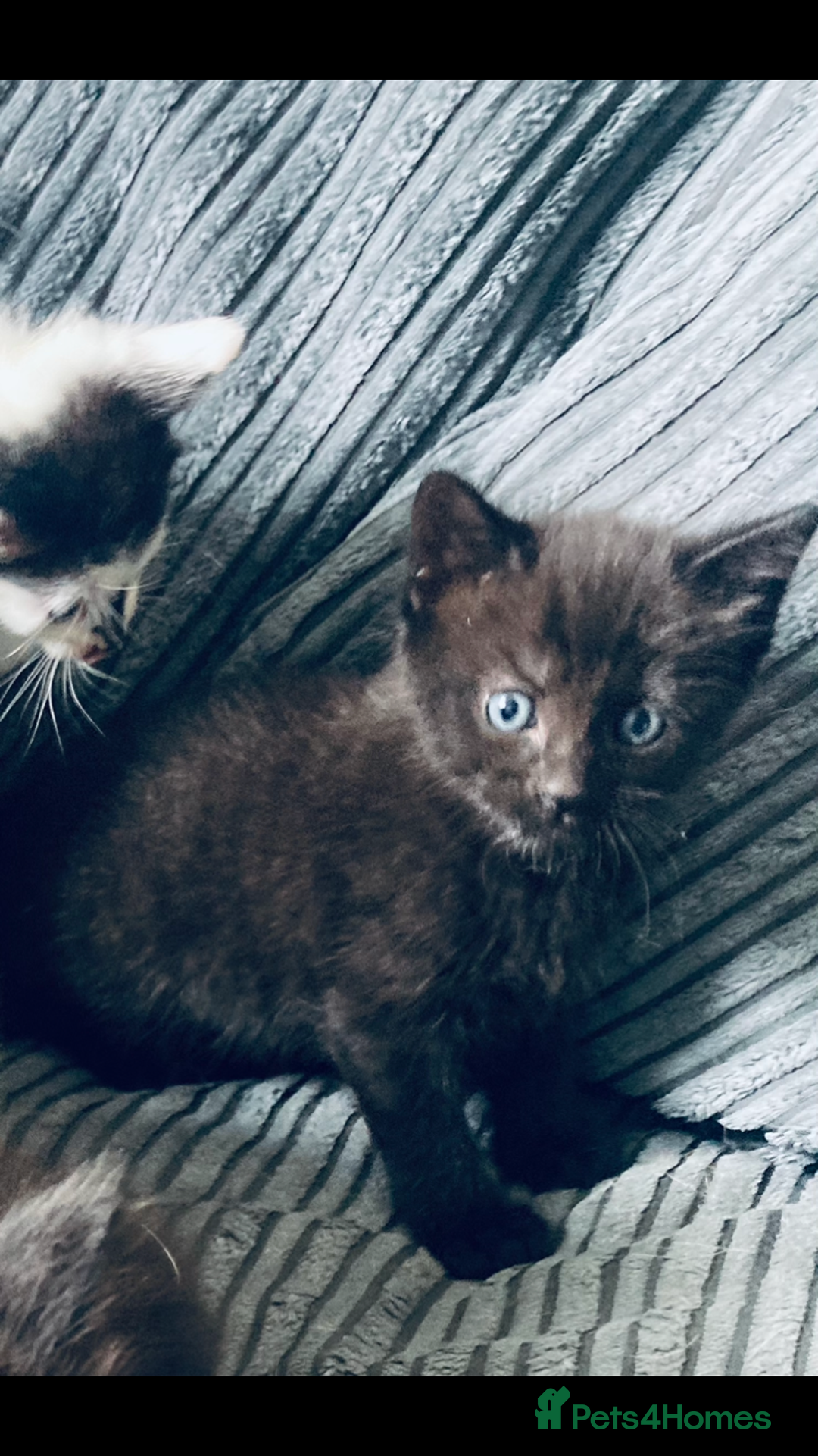 Mixed Breed cats for sale: 8 Adorable Kittens  - Image 13