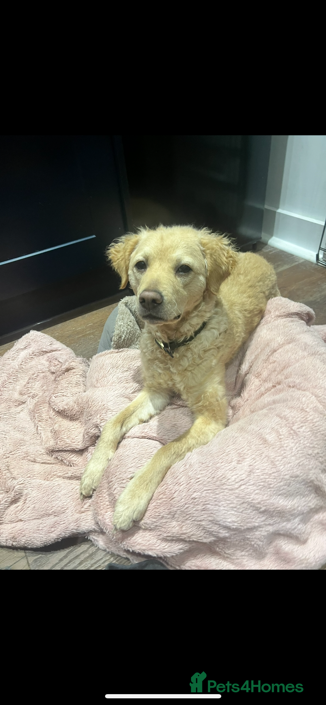 Goldendoodle dogs for sale: Absolutely Stunning Goldendoodle Curly 🐾 - Image 3