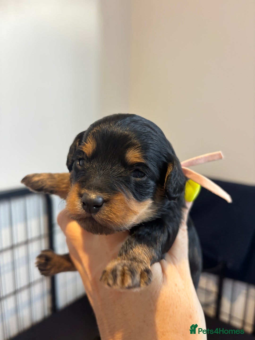 Cavapoo dogs for sale: Beautiful Black Phantom F1bb girl cavapoo - Image 4