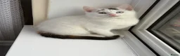 Mixed Breed cats for sale: RareOddEyedKittenBlueGreenFull StarterKit Included in London - Advert 3