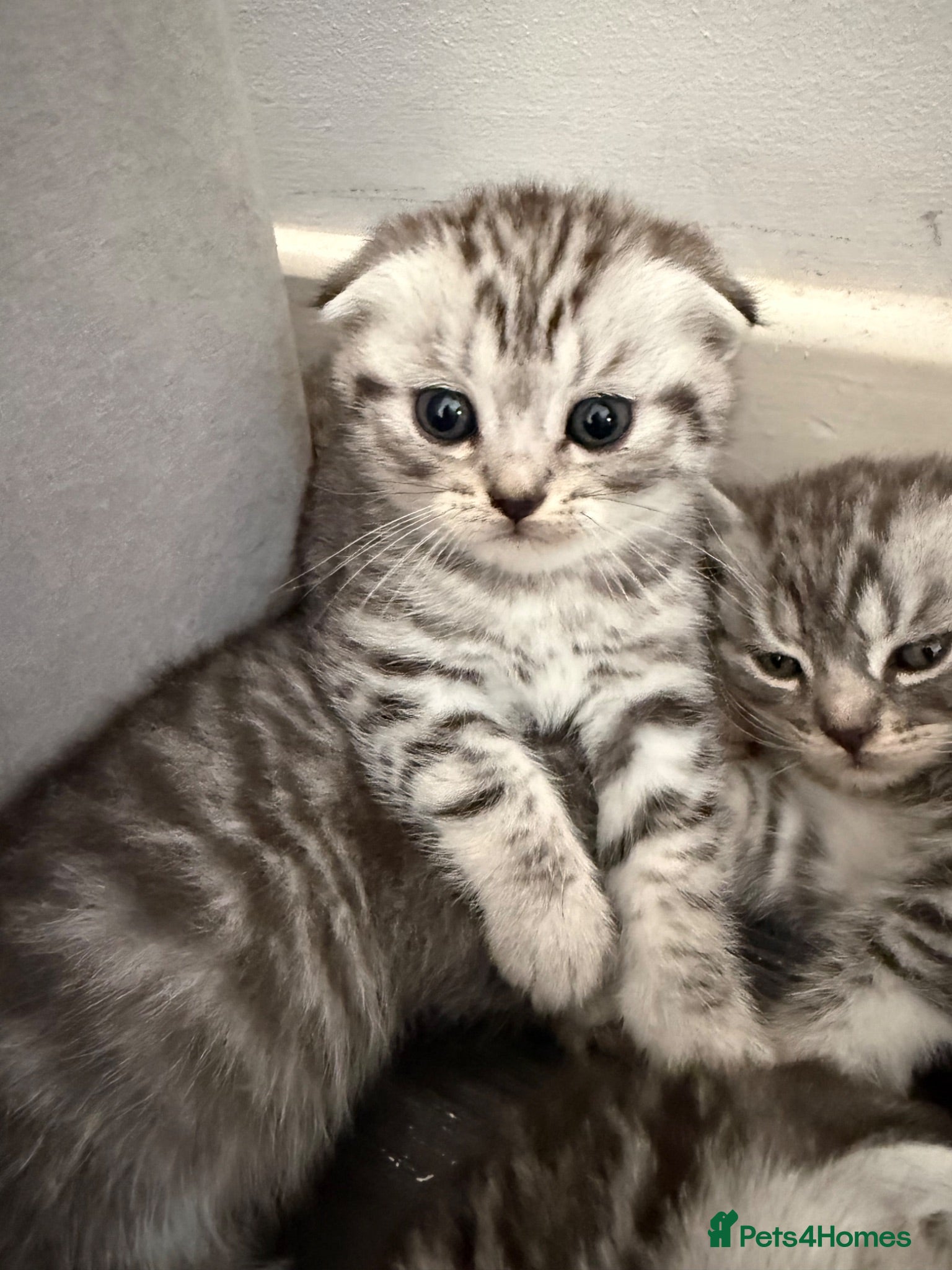 British Shorthair cats Pure breed Scottish Fold &Straight grey tabby  - Advert 16