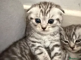 British Shorthair cats Pure breed Scottish Fold &Straight grey tabby - Advert 16
