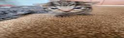 Savannah cats for sale: Savanah x pixie bob - Advert 5